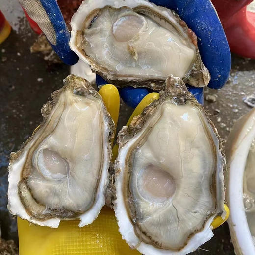 【特大生蚝肉】（1份500克8-12个）潮汕地区大蚝之乡汫洲纯生蚝肉 活蚝去壳取肉 当日现开现发 个头大、肉厚、肥嫩、鲜甜、爽口 商品图5