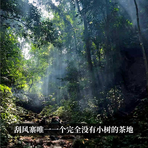 新品发售【古法茶坪地】2019年头春头采古茶易武普洱茶生茶300g/罐装拍5发6拍20发25 商品图2