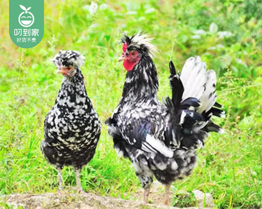 洛江山头散养200天贵妃鸡母（杀完带内脏1.1kg±100g/只） 商品图1