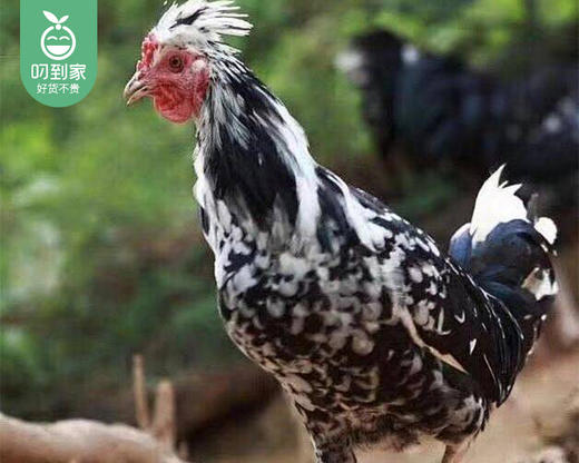 洛江山头散养200天贵妃鸡母（杀完带内脏1.1kg±100g/只） 商品图2