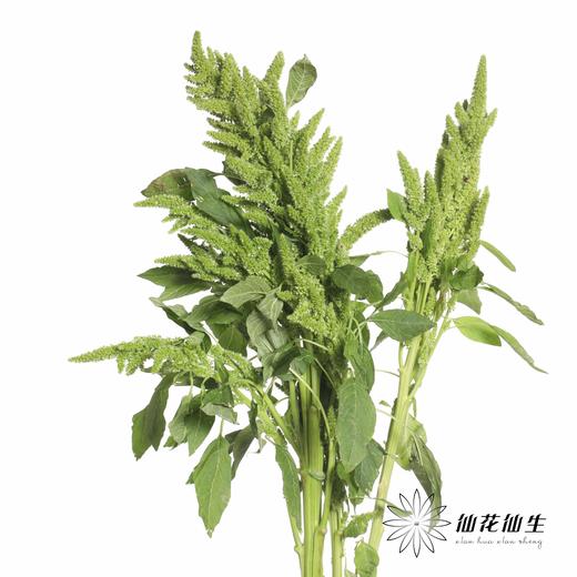 配花 | 绿千穗 商品图0