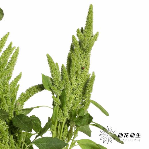 配花 | 绿千穗 商品图2