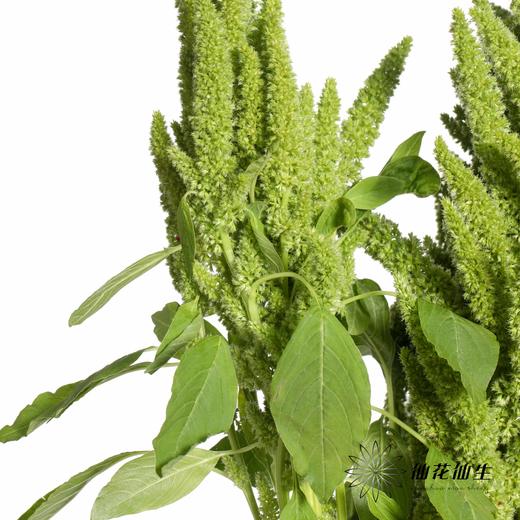 配花 | 绿千穗 商品图6