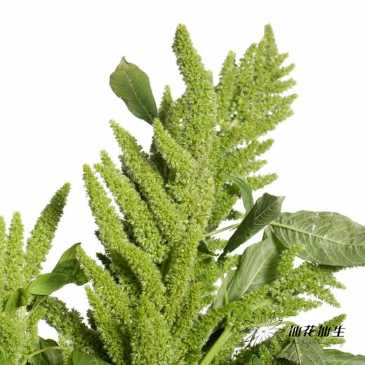 配花 | 绿千穗 商品图3