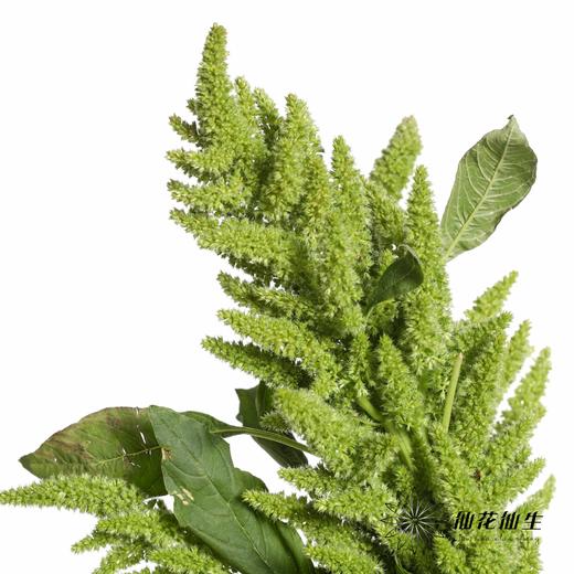 配花 | 绿千穗 商品图5