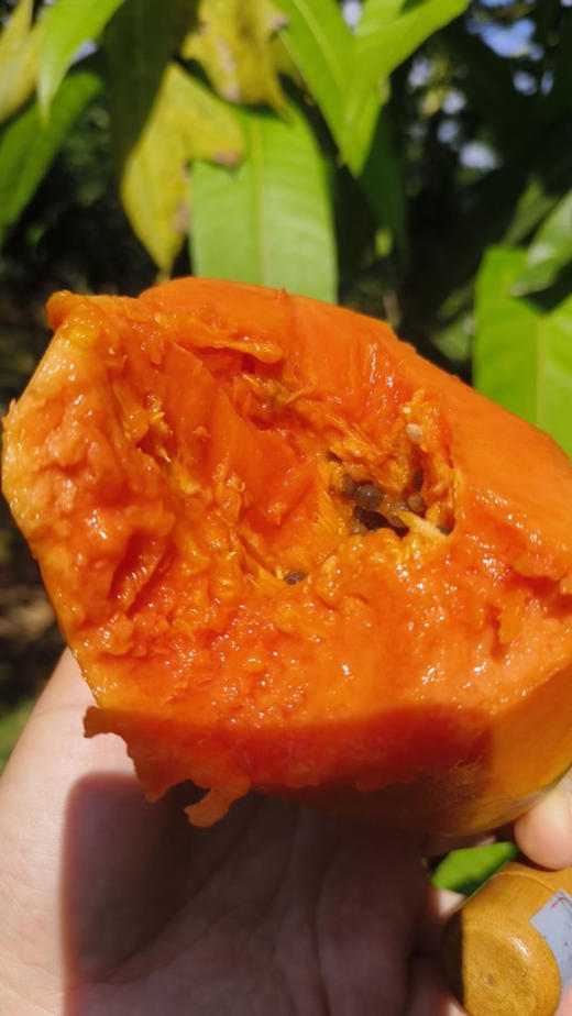 海南树熟牛奶木瓜，吃在口中甜如蜜，香味非常浓郁，肉质细滑鲜美，果肉细致柔软，口感无比甜蜜，甜到皮。木瓜是低卡路里富含氨基酸蛋白质VC等可以美白呦~还可以做木瓜牛奶银耳羹，好吃，约5斤/箱 商品图1