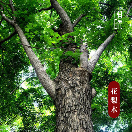 植晓 花梨木精油 5ml 商品图1