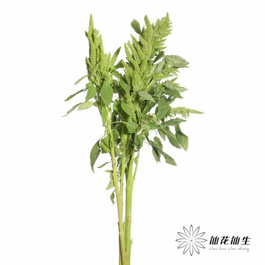 配花 | 绿千穗 商品图4