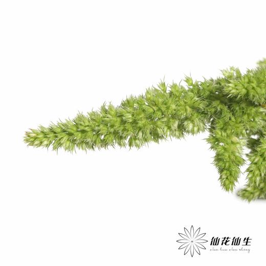 配花 | 绿千穗 商品图1