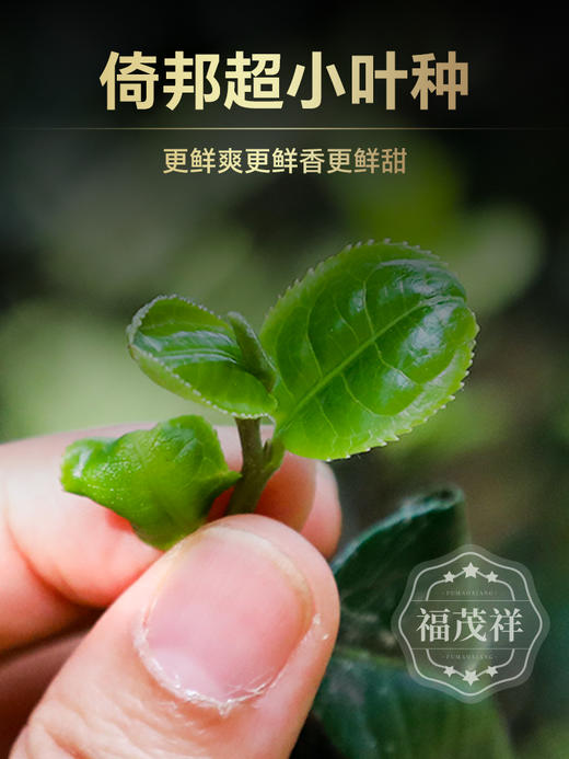 【2024年春茶】【猫耳朵】连续四年断货王！新签约核心地块，品质更胜去年  2024年云南易武茶区倚邦普洱茶生茶古树茶饼357g 商品图2