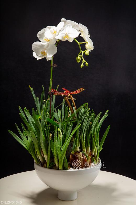 24LZH01040 商品图0