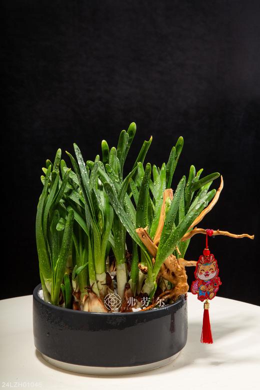 24LZH01046 商品图0