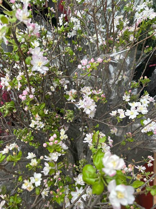 【春天气息】垂丝海棠花（粉色）约3枝/多分叉 约1米 商品图3