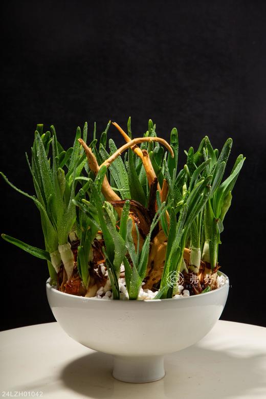 24LZH01042 商品图1