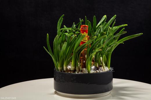 24LZH01045 商品图0