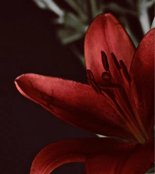 繁花同款  红宝石百合 · 年宵花束 商品图2