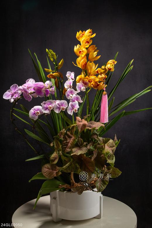 24GL02050 商品图0