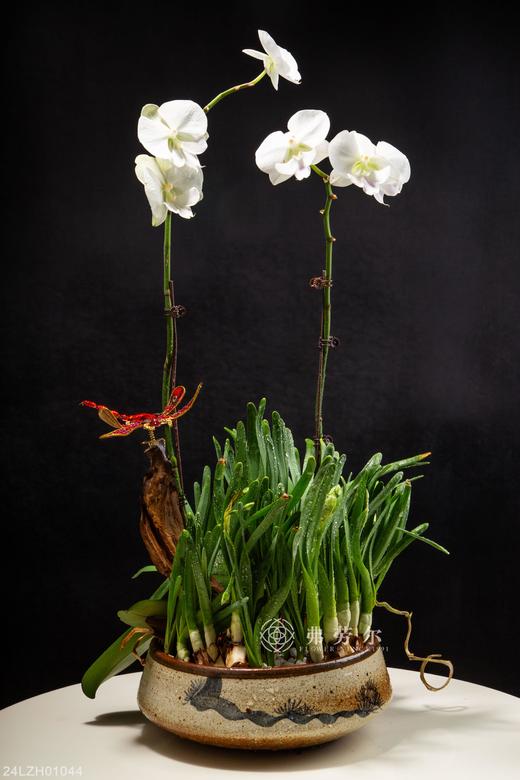 24LZH01044 商品图0