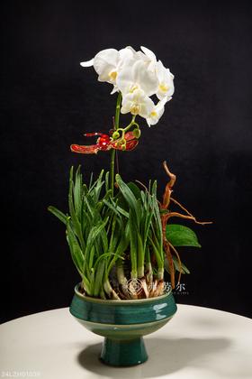 24LZH01039