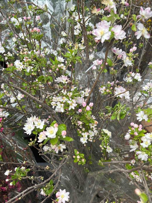 【春天气息】垂丝海棠花（粉色）约3枝/多分叉 约1米 商品图2