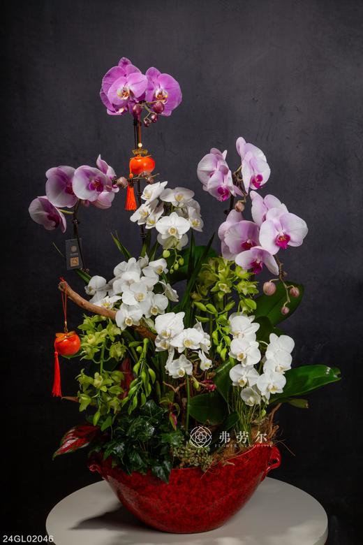 24GL02046 商品图0