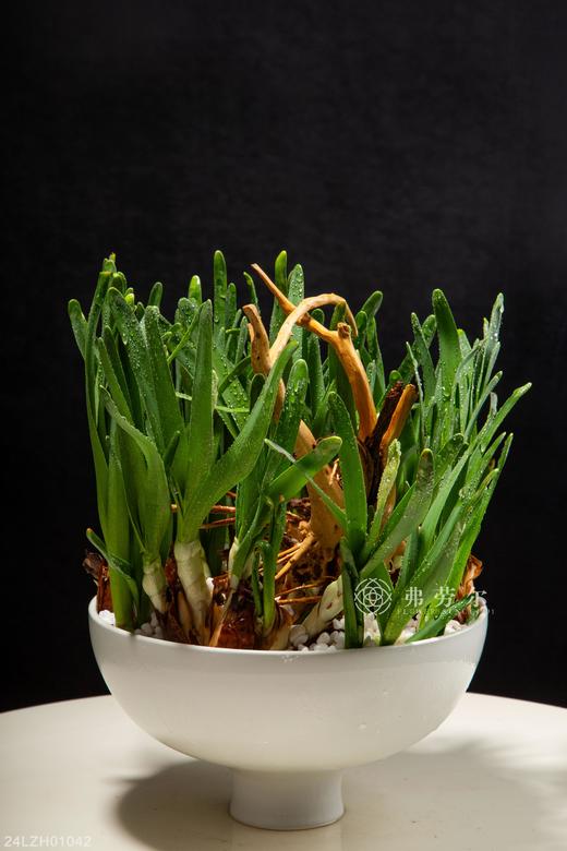 24LZH01042 商品图0