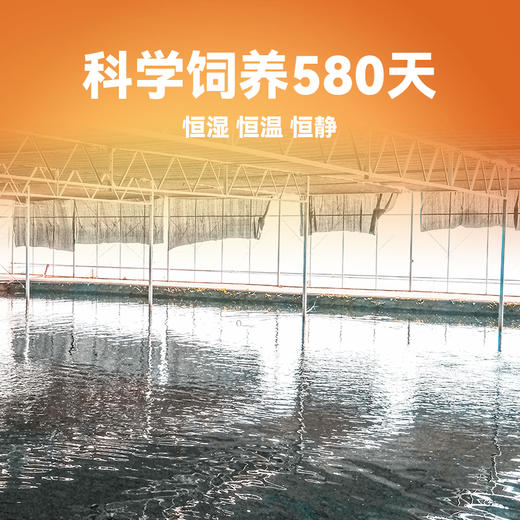 【鲥鱼礼卡】新孟河鲥鱼礼卡 精美礼卡  提货无忧   清水鲥鱼  珍稀鱼种  顺丰速运 商品图2