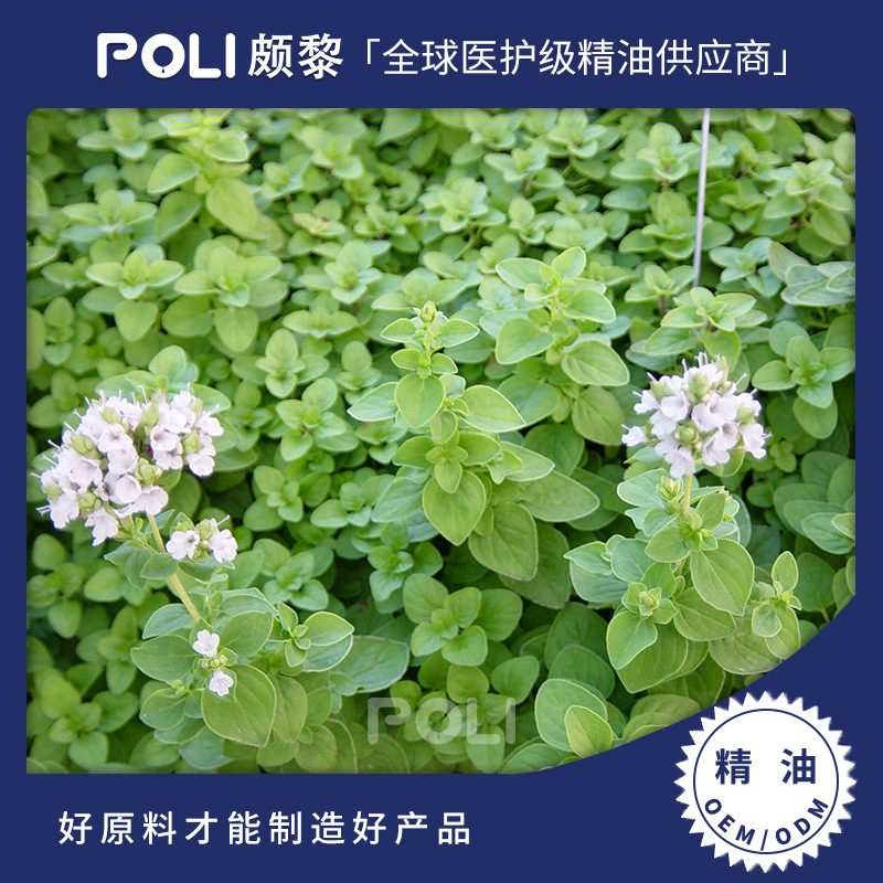 埃及进口马郁兰精油 天然单方进口精油原料 马郁兰精油原料批发