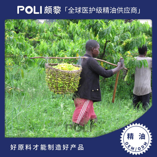 马达加斯加进口完整依兰精油进口单方精油原料颇黎进口天然精油 商品图0