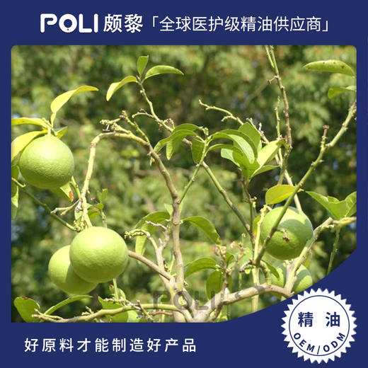 意大利进口绿葡萄柚精油 绿葡萄柚精油原料批发 颇黎单方精油原料 商品图0