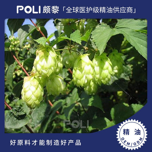 加拿大进口蛇麻草单方精油 护肤按摩精油原料 颇黎厂家啤酒花精油 商品图0
