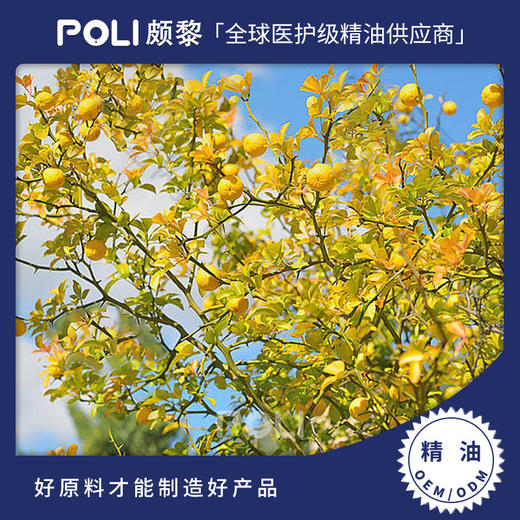 意大利进口苦橙精油原料 颇黎天然苦橙精油香薰 苦橙单方精油批发 商品图0