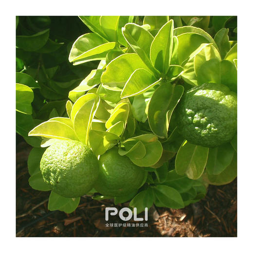 意大利进口佛手柑精油意大利进口护肤品精油原料颇黎单方精油原料 商品图1