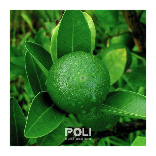 意大利进口冷压绿橘精油单方精油原料批发 颇黎进口绿桔精油原料 商品图1