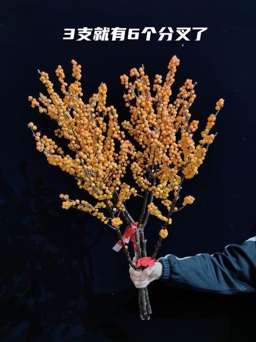 一枝独秀爱马仕橙冬青 商品图2