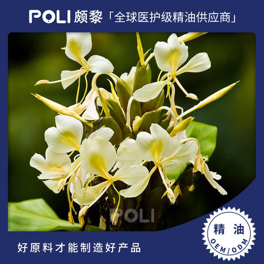 印度进口姜花百合精油 按摩护肤刮痧精油 天然单方精油原料 商品图0