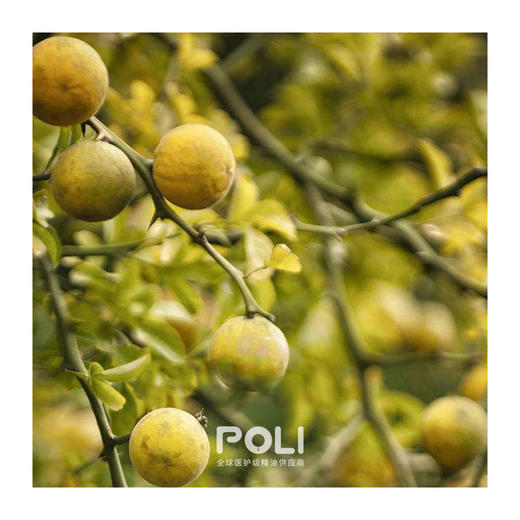 意大利进口苦橙精油原料 颇黎天然苦橙精油香薰 苦橙单方精油批发 商品图1