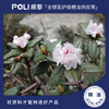 尼泊尔有机进口杜鹃精油 POLI单方精油原料批发 颇黎进口精油香薰 商品缩略图1