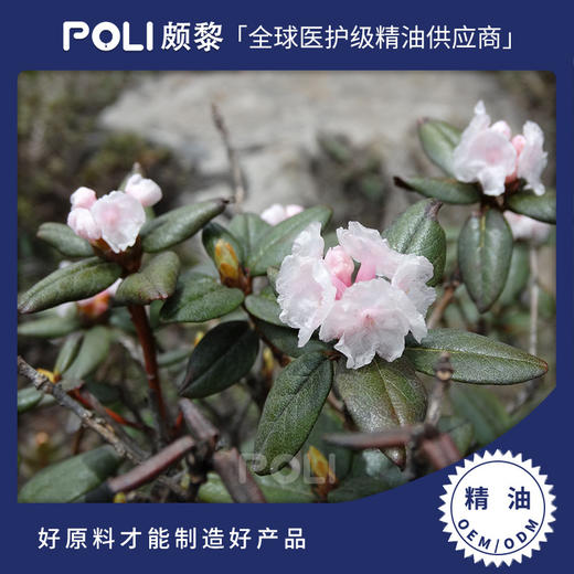 尼泊尔有机进口杜鹃精油 POLI单方精油原料批发 颇黎进口精油香薰 商品图1
