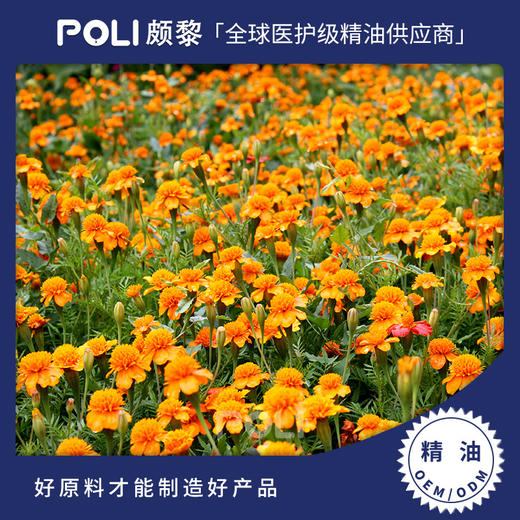 埃及进口万寿菊精油 颇黎单方精油香薰原料按摩护肤美容院精油 商品图0