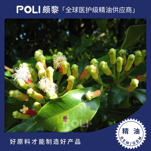 印尼进口丁香花苞精油印尼精油原料批发颇黎POLI进口丁香花苞精油 商品图0