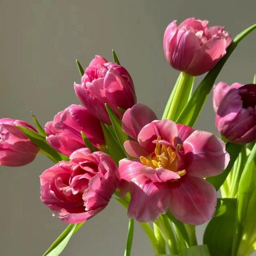 精品鲜花瑞塔重瓣郁金香10支 商品图2