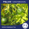 意大利进口冷压绿橘精油单方精油原料批发 颇黎进口绿桔精油原料 商品缩略图0