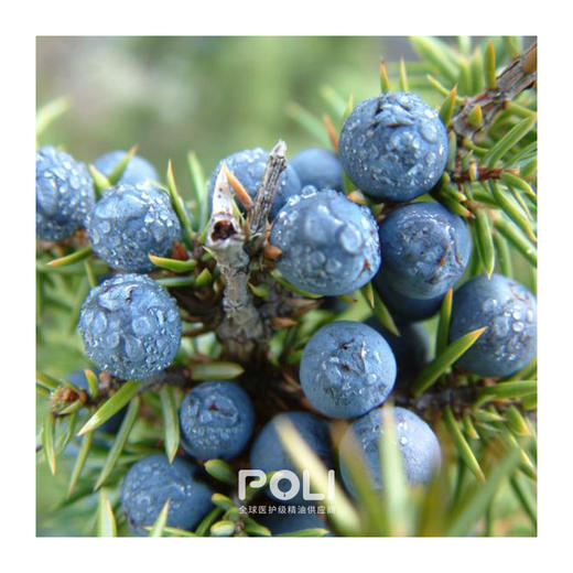 法国进口有机高地杜松子/莓/浆果精油颇黎天然精油香薰原料批发 商品图1