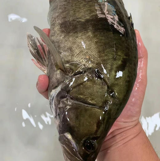 预约年夜饭鲜活鱼，门店直配到家，可充氧，可宰杀！下单备注送货日期跟时间！ 商品图5
