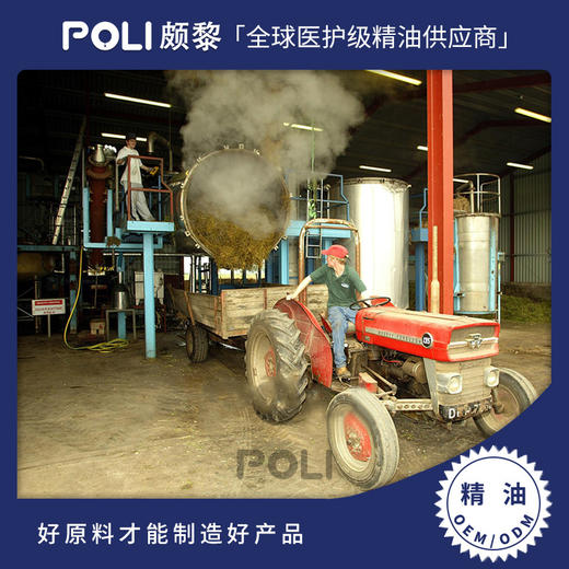 英国罗马洋甘菊精油 天然白菊精油原料 颇黎进口单方精油香薰 商品图0