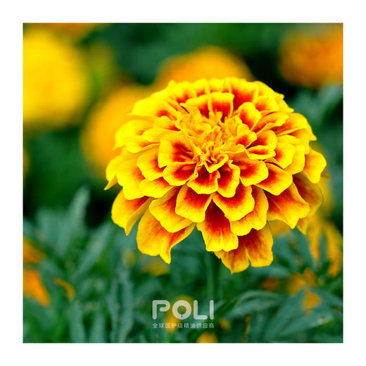 埃及进口万寿菊精油 颇黎单方精油香薰原料按摩护肤美容院精油 商品图1