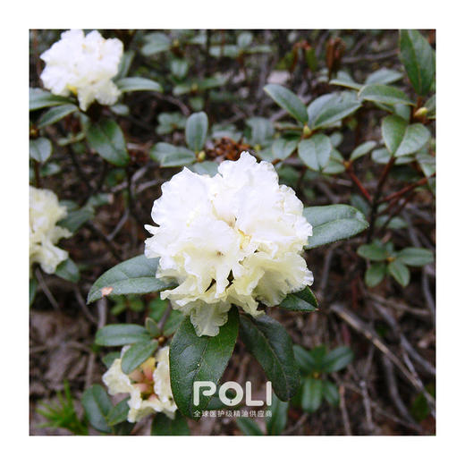 尼泊尔有机进口杜鹃精油 POLI单方精油原料批发 颇黎进口精油香薰 商品图0