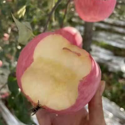 延安苹果红了  陕西延安山地有机红富士苹果 9斤11斤13斤装 商品图2