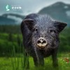 藏香猪 商品缩略图3
